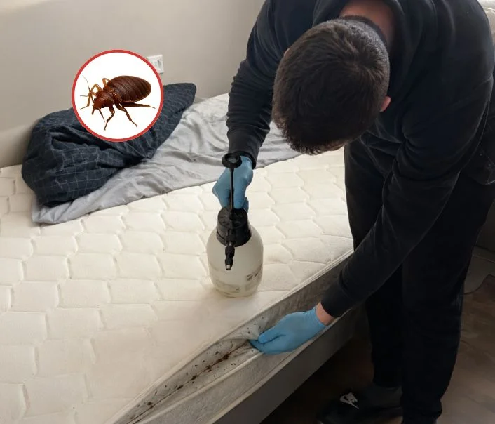 Technicien traitant un matelas contre les punaises de lit à Saint-Lambert
